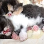Cara Merawat Kucing Persia Kecil Baru Lahir