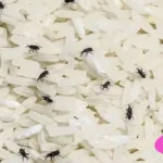 Cara Menghilangkan Kutu Beras dalam Karung Secara Alami