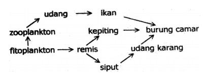 Contoh Soal PTS IPA Kelas 7 Semester 2 Kurikulum 2013