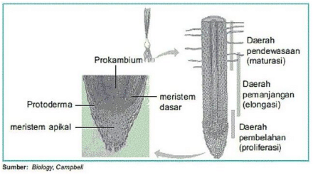 Contoh Soal PTS IPA Kelas 7 Semester 2 Kurikulum 2013 No.8