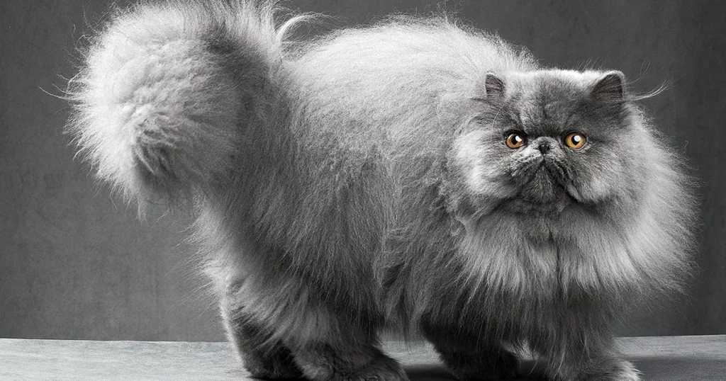 Jauhkan Dari Kucing Dewasa Unutk Mearawat Kucing Bayi